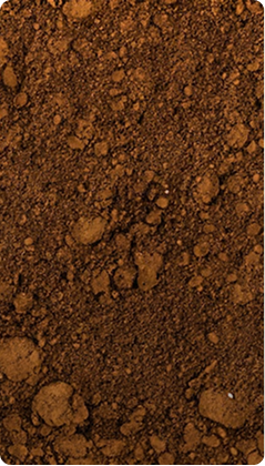 Palm Kernel
